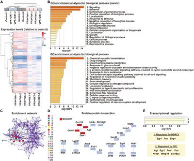 Transcriptome Analysis in Hippocampus of Rats Prenatally Exposed to Valproic Acid and Effects of Intranasal Treatment of Oxytocin